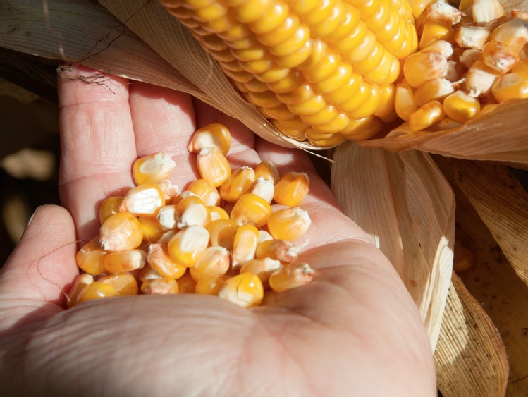 Dopłaty do mokrej kukurydzy – wciąż można składać wnioski